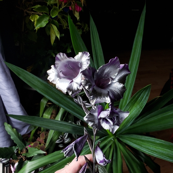 C.i.a.m. New&Worn - Picture 2 of 7